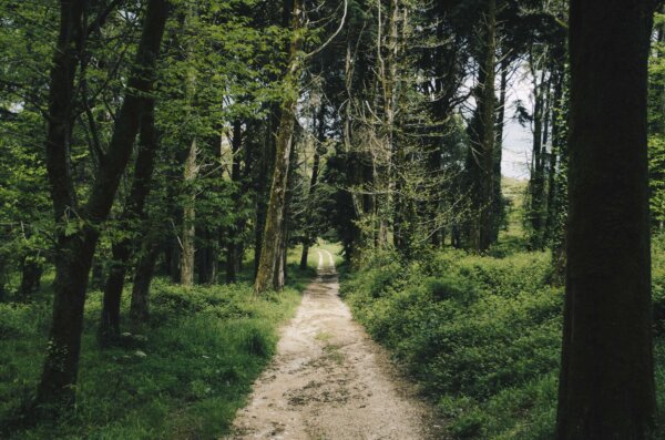 image of forest trail